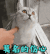 猫咪 可爱 莫名的伤心 忧郁
