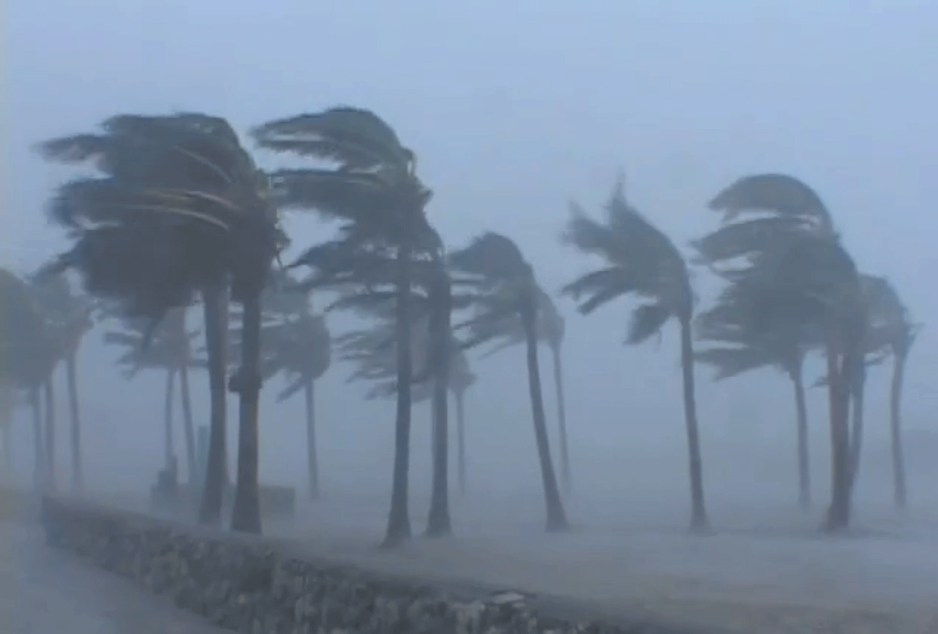 起风了 大风 暴风雨 飓风 棕榈树