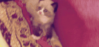 猫咪 站立 眼神 可爱