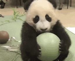 熊猫 国宝 可爱 玩球