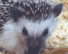 刺猬 吃货