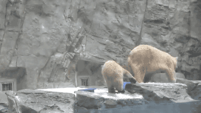 北极熊 可爱 掉落 落水