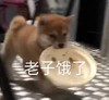 萌宠 汪星人 我饿了 想吃 呆萌 可爱
