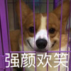 萌宠 汪星人 强颜欢笑 假笑 呆萌 可爱