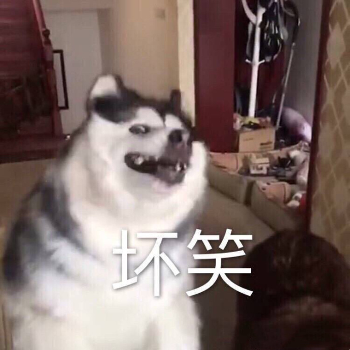 壞笑 狗狗 哈士奇 逗比