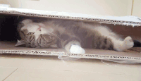 小猫 躺着 可爱 动物