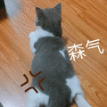 生气 猫 背影
