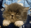 打瞌睡 猫猫 萌萌哒 睡觉