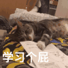 萌宠 喵星人 学习个屁 难受 搞怪 逗