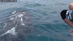 鲸鱼 可爱 跳跃 攻击