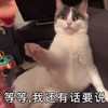 萌宠 猫星人 等等 我还有话要说 呆萌 可爱