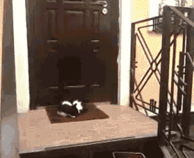 猫咪 睡觉 萌宠 可爱