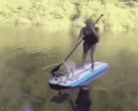 人 船 动物 水