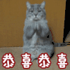 恭喜 猫 可爱 恭喜恭喜