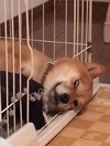 狗狗 倒地 可爱 恶搞