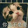 你是不是傻 猫 搞怪 逗