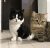 猫咪 眼神 同步 可爱