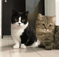 猫咪 眼神 同步 可爱