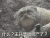 恶搞​兔狲 什么 王氏集团破产了 搞笑