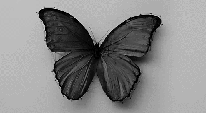 蝴蝶　花朵　黑色　变化