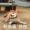 萌宠 汪星人 有傻逼 快跑 淘气 搞怪