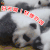 萌宠 熊猫 国宝 吃鸡 好无聊 soogif soogif出品
