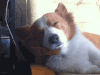 梦见 宠物 恶搞 搞笑 萌 gif 开学