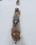狗狗 雪地 排队 可爱