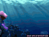 珊瑚 海底 鱼 生物