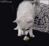 狗狗 柠檬 可爱