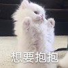 萌宠 喵星人 想要抱抱 抱抱 呆萌 搞怪