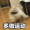 萌宠 喵星人 多做运动 嗨起来 机灵 活泼