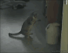 猫咪 垃圾桶 搞笑 逗比