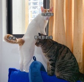 猫咪 喵星人 文字表情包 沙雕 魔性