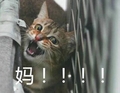 猫咪 萌宠 喵叫 妈