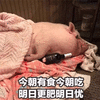 猪 肥 忧伤 搞怪 逗