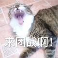 猫咪 喵星人 来团战啊 搞笑 大叫