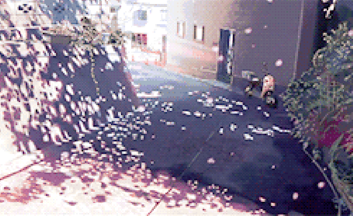 樱花 街道 花瓣 散落
