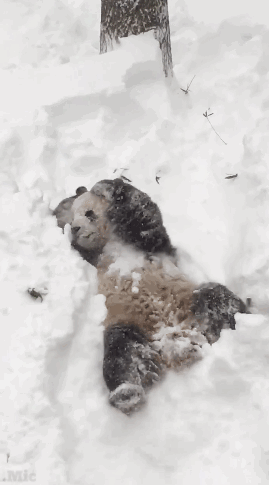 熊猫 雪地 玩耍 可爱