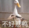 萌宠 鸭子 不好惹啊 凶巴巴 呆萌 搞怪