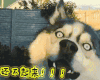 还不起来 狗狗 萌宠