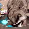 喵星人 搞笑 萌宠 可爱 猫咪