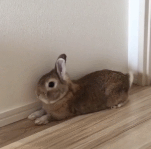 兔子 趴着 地板 墙角 可爱
