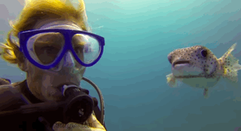 潜水员 小河豚鱼 可爱 拍照