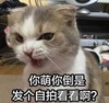 你萌你倒是 发个自拍看看啊 猫咪 发怒