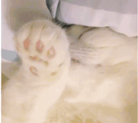 猫 睡觉 肉垫