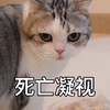 萌宠 喵星人 死亡凝视 看着你 呆萌 可爱