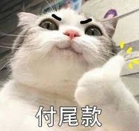 萌宠 可爱 喵星人 买买买 双11