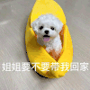 萌宠 汪星人 姐姐要不要带我回家 开心 呆萌 可爱
