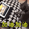 soogif soogif出品 猫 加油加油